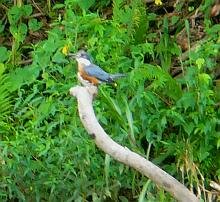 Ringed Kingfisher
